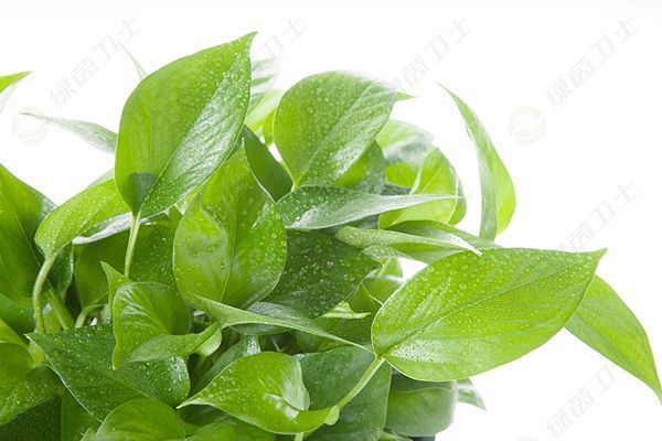 「家裝環(huán)?！弓h(huán)保局檢測甲醛嗎？