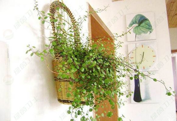 「消除裝修污染」辦公室里去除甲醛的最佳方法是什么？