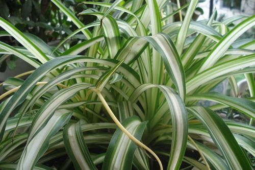 「空氣質量檢測儀」謹防無甲醛產品造成的二次污染