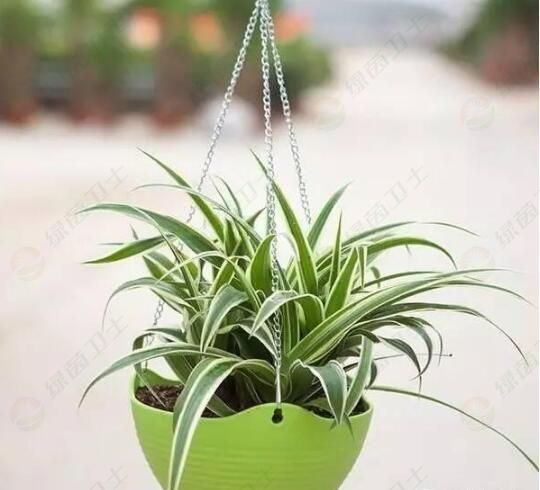 「甲醛去除劑」去除甲醛最快最有效的方法？