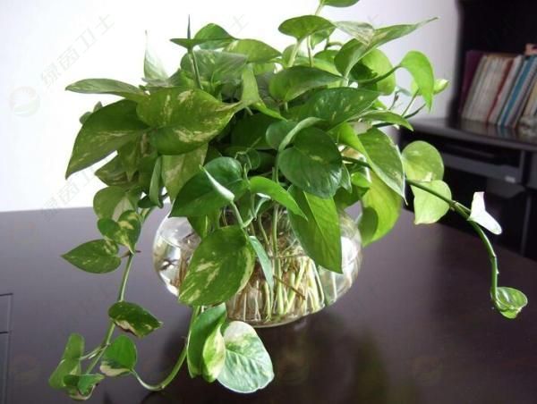 「霧和霾的區(qū)別」甲醛公司有用嗎？甲醛公司的專業(yè)是什么？